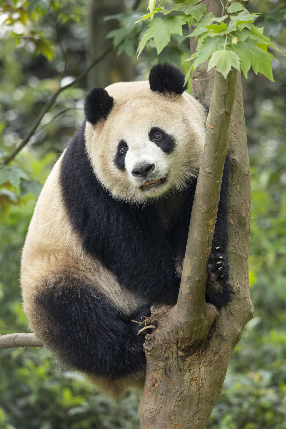 Xin Bao, a nearly 4-year-old female giant panda, is slated to come to San Diego under a breeding loan.