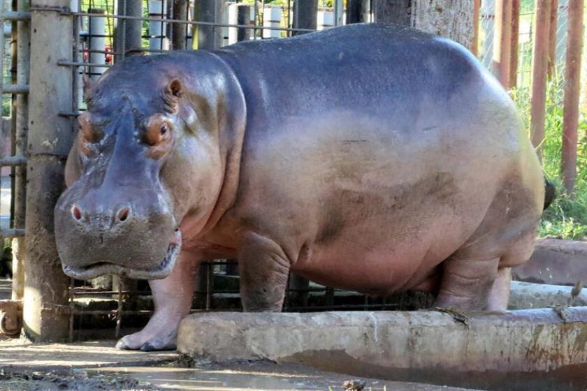 Fotografía de un hipopótamo en el zoológico de Puerto Rico. EFE/Archivo