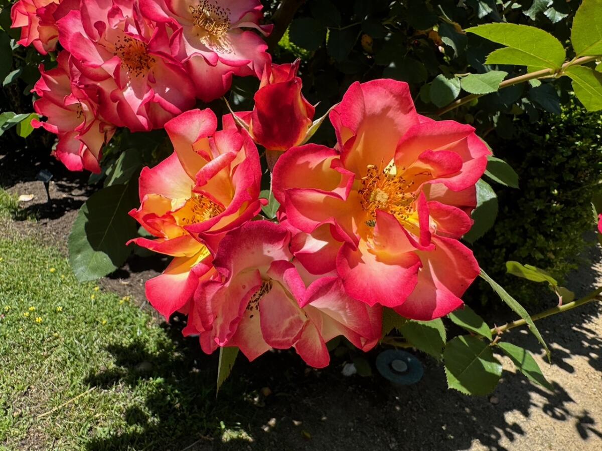 ‘Betty Boop’ is a striking floribunda that blooms in clusters.