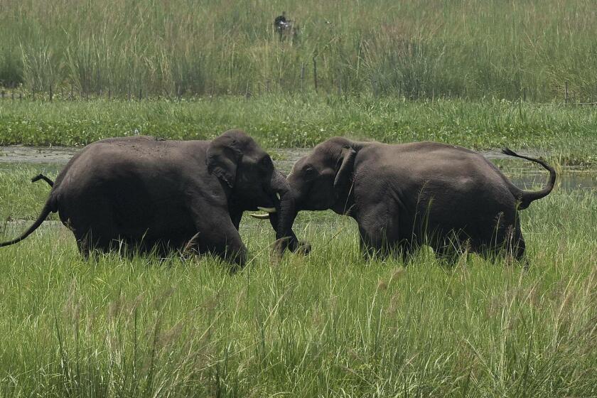 FILE - In this June 7, 2017, file photo, two wild elephants, part of a herd that arrived at a wetland near the Thakurkuchi railway station engage in a tussle on the outskirts of Gauhati, Assam, India. Development thats led to loss of habitat, climate change, overfishing, pollution and invasive species is causing a biodiversity crisis, scientists say in a new United Nations science report released Monday, May 6, 2019. (AP Photo/ Anupam Nath, File)