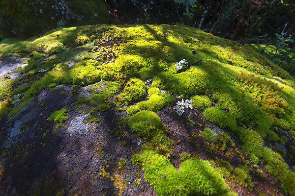 Moss