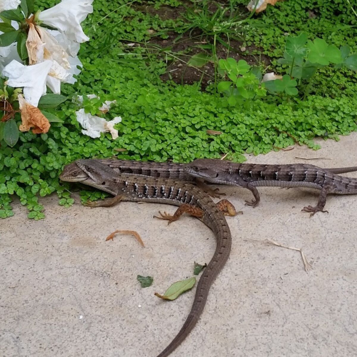 Three lizards on a sidewalk, one gripping the head of another in its jaws.