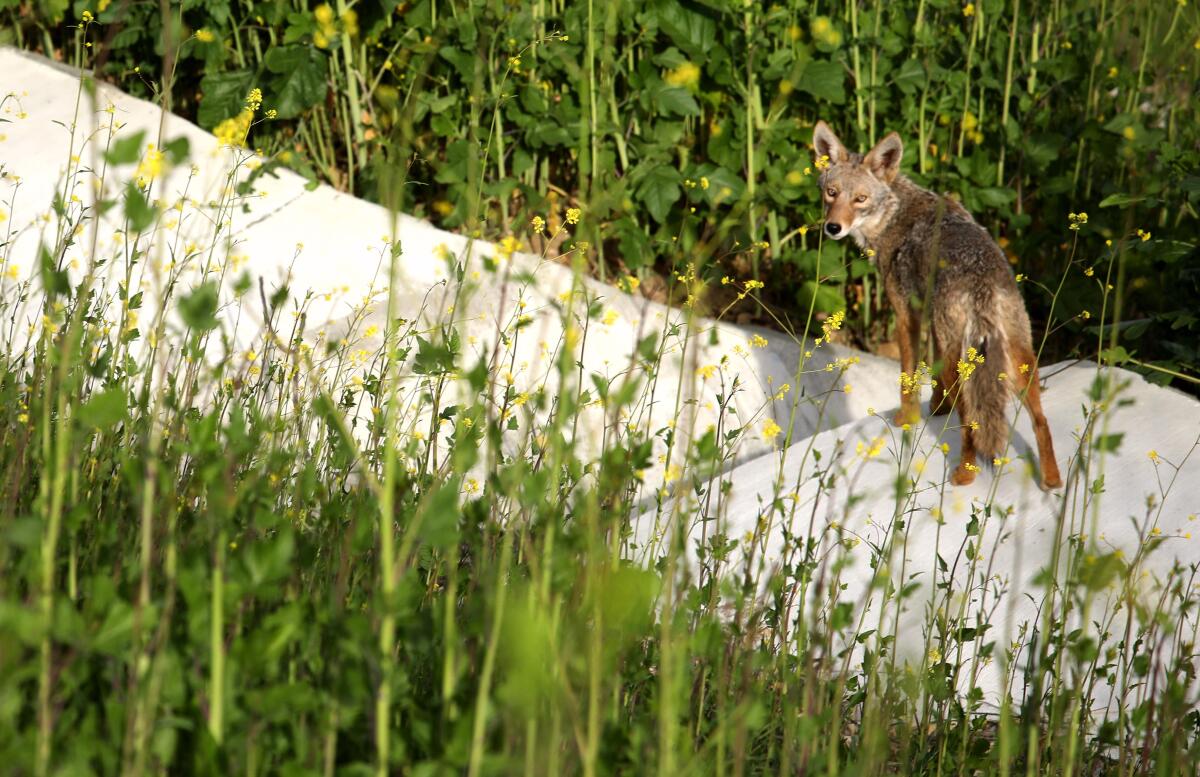 A coyote stands on a paved path surrounded by wild plants, looking back at the camera.