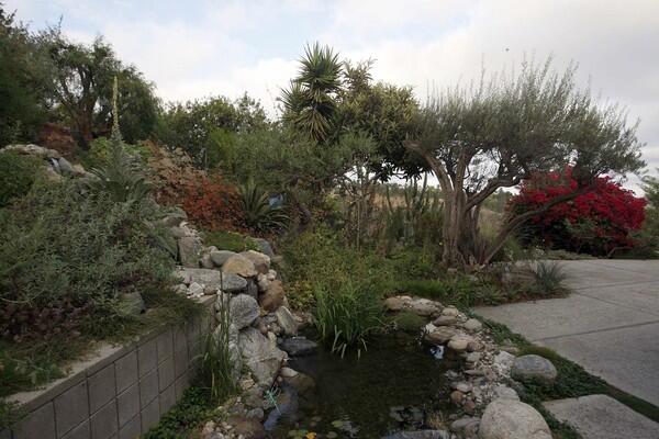 Susan Gottlieb's native garden