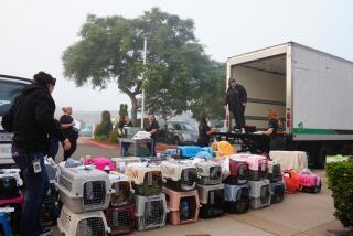 More than 300 of the San Diego Humane Society’s animals are loaded into a truck headed to rescue partners in Tucson, Arizona, on Monday, Aug. 7., 2023.