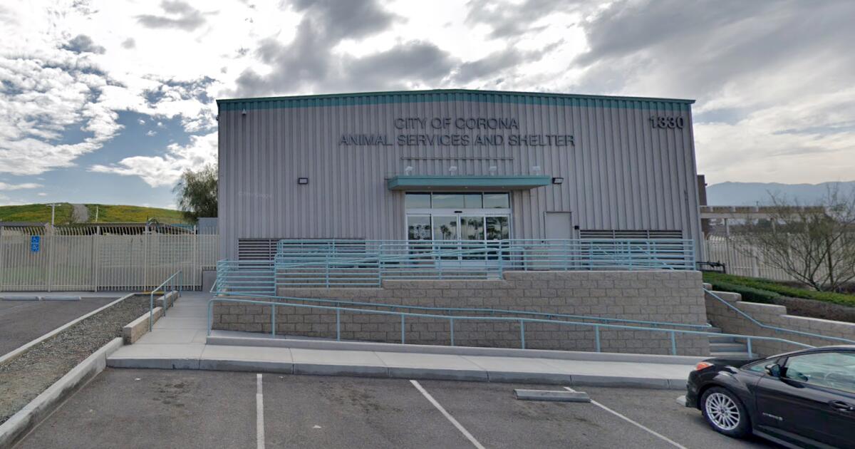 'Disturbing' video of dog being dragged away by Corona animal control officers sparks outrage