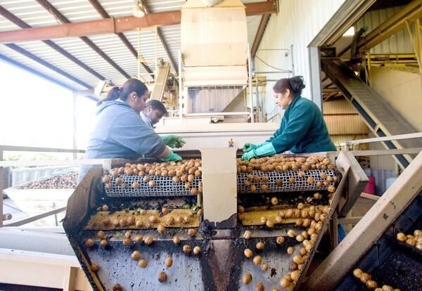 The walnut processing facility