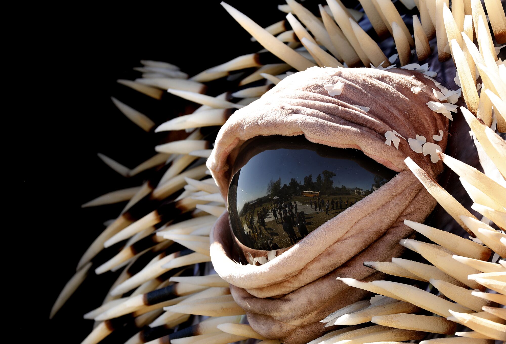 The eye of Percy the Porcupine.