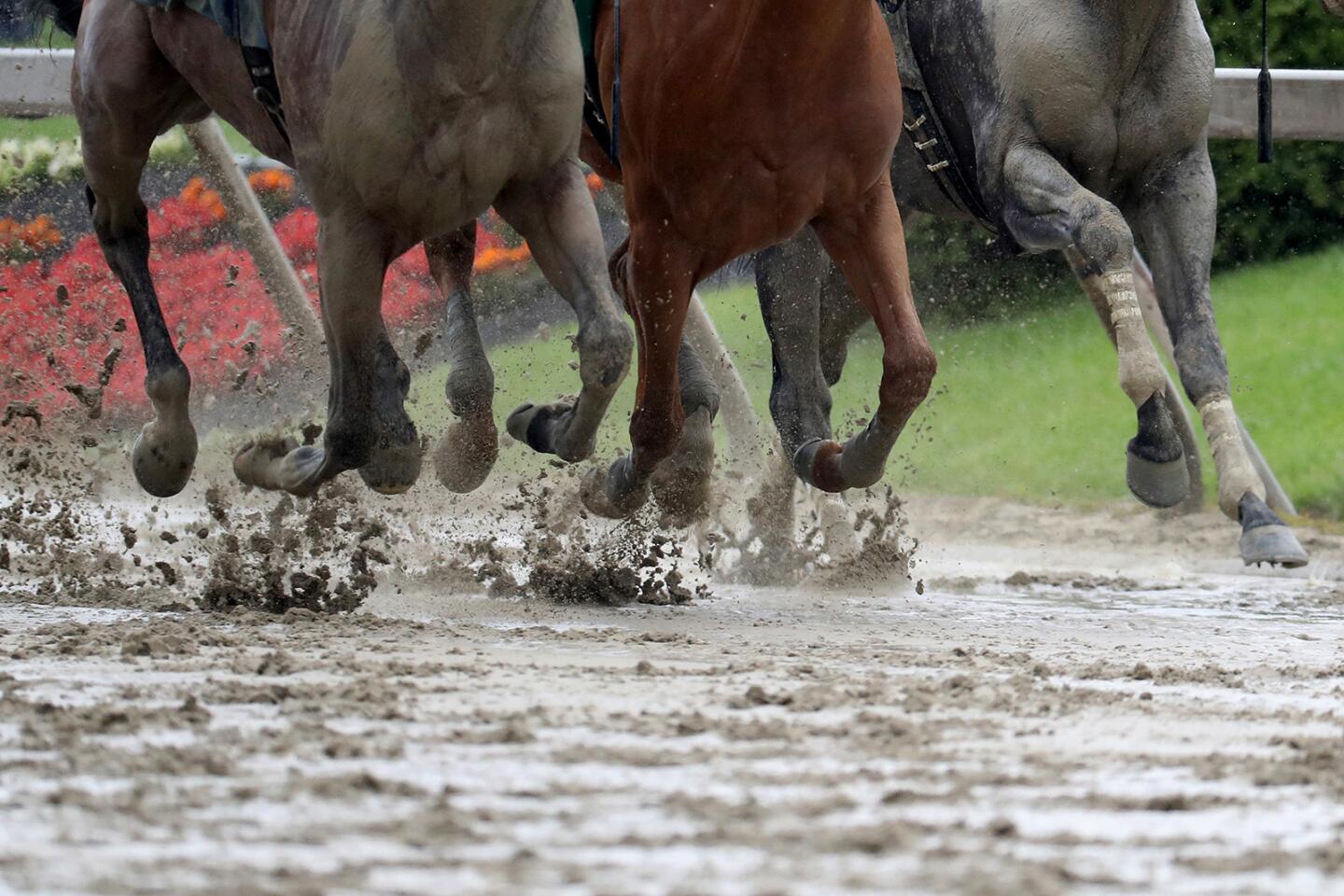 Preakness weather