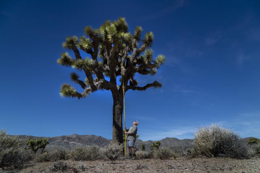 DEATH VALLEY, CA - APRIL 29, 2021: Desert Ecologist Jim Cornett measures a Joshua Trees to see how climate change has impacted the desert plant life in Lee Flats on April 29, 2021 in Death Valley, California.(Gina Ferazzi / Los Angeles Times)