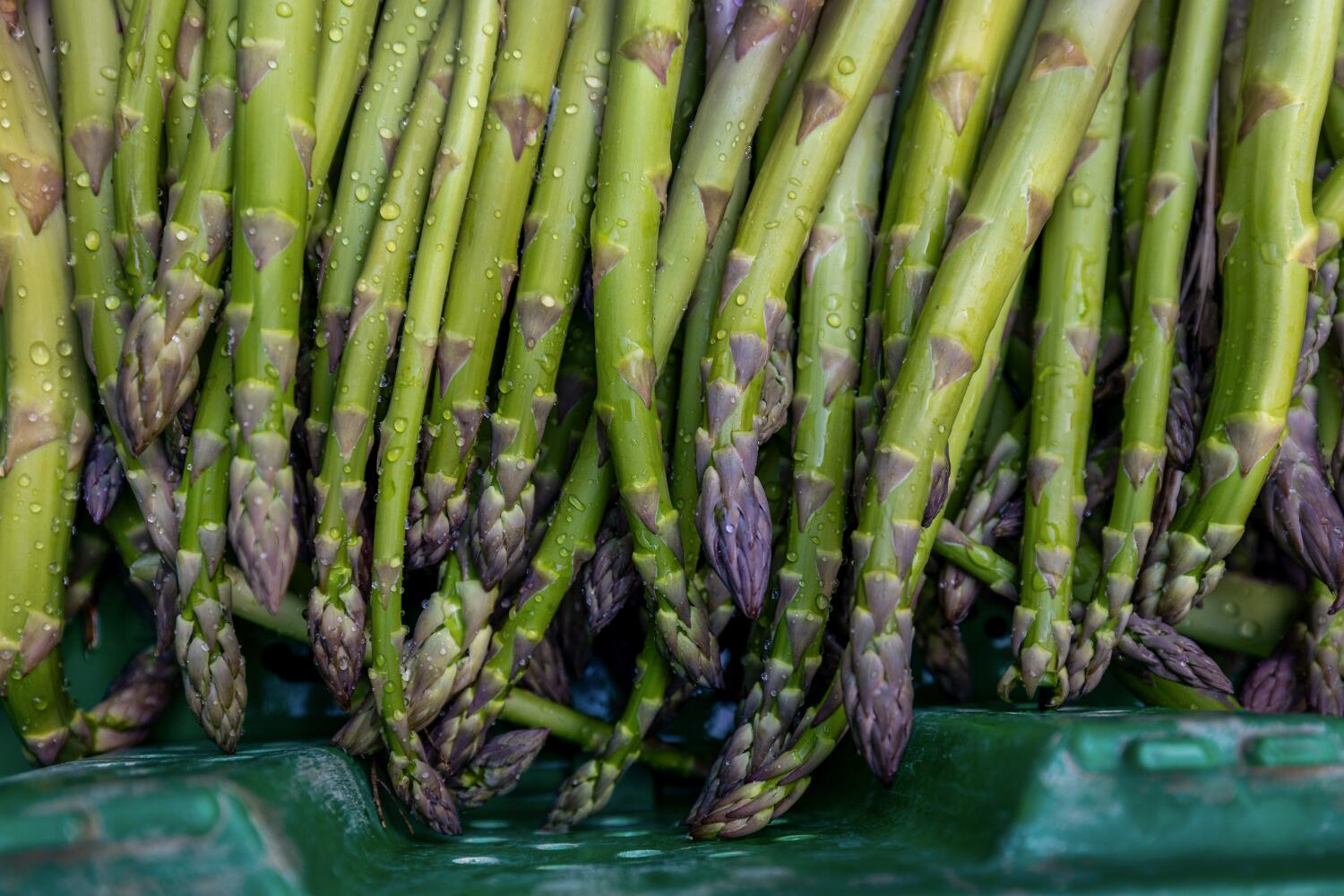 Image for display with article titled Fast-Growing Asparagus Once Flourished on California Farms. Why Is It Disappearing?