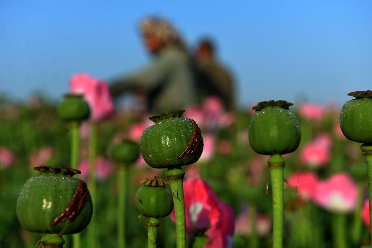 Afghan farmers harvest opium sap from a poppy field in Kandahar province's Zari district.