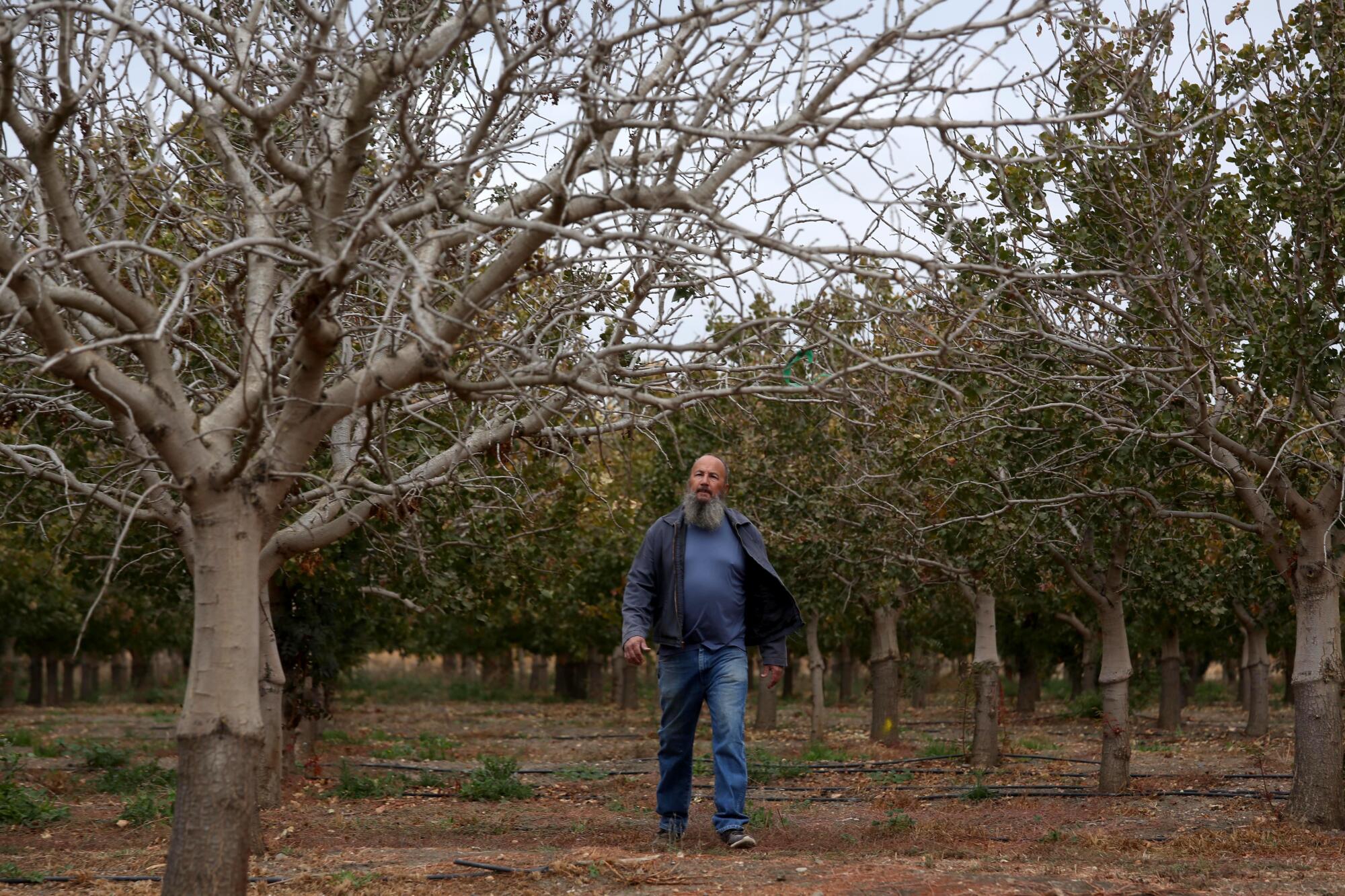 A man walks among barren trees.