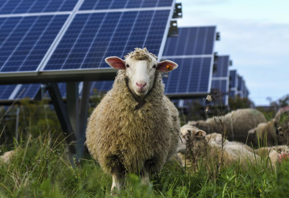 Ovejas pastando en una huerta solar en la Universidad de Cornell en Ithaca, Nueva York,