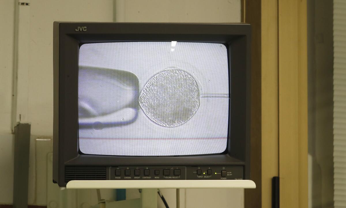 A monitor displays an attempt to inseminate rhino eggs with rhino sperm