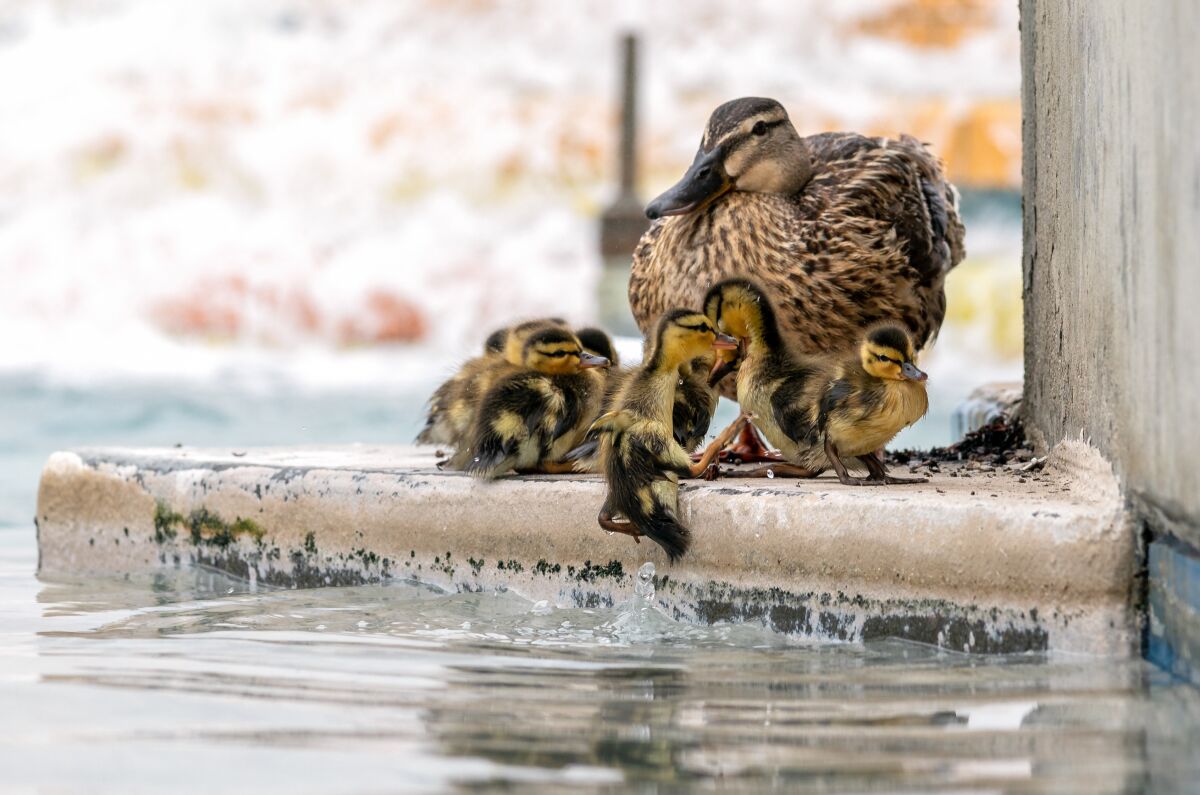 This young duckling jump up on this small ledge to join his other siblings and mother at the Oceanside Civic Center fountain.