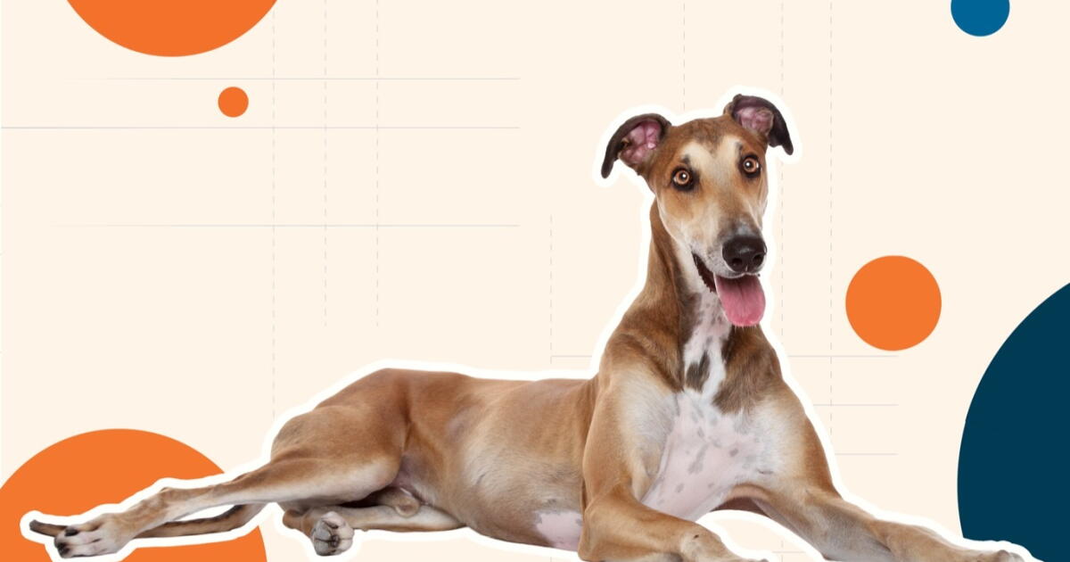 Greyhound Intelligence Greyhound: Breed Information and Characteristics - Los Angeles Times
