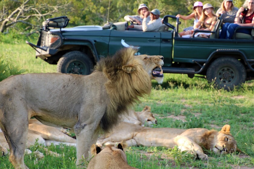 lions_with_jeep_img_7362.jpg