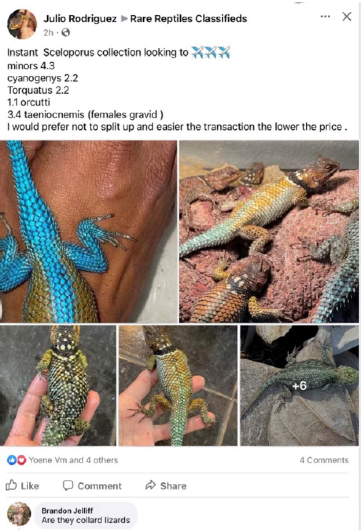 A Facebook ad shows rare lizards for sale by Julio Rodriguez, who federal investigators say is Jose Manuel Perez.