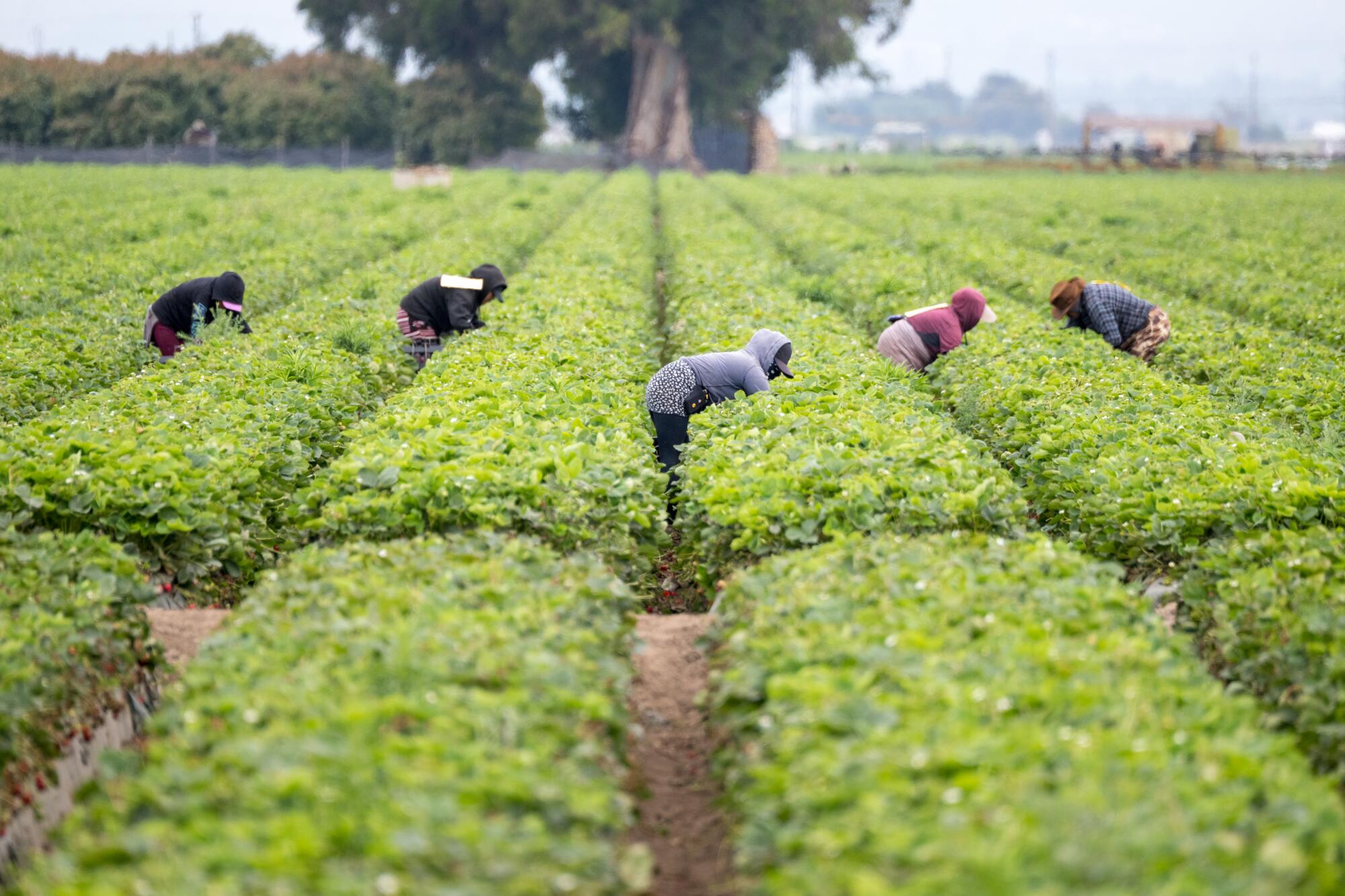 Field hands work in a strawberry field