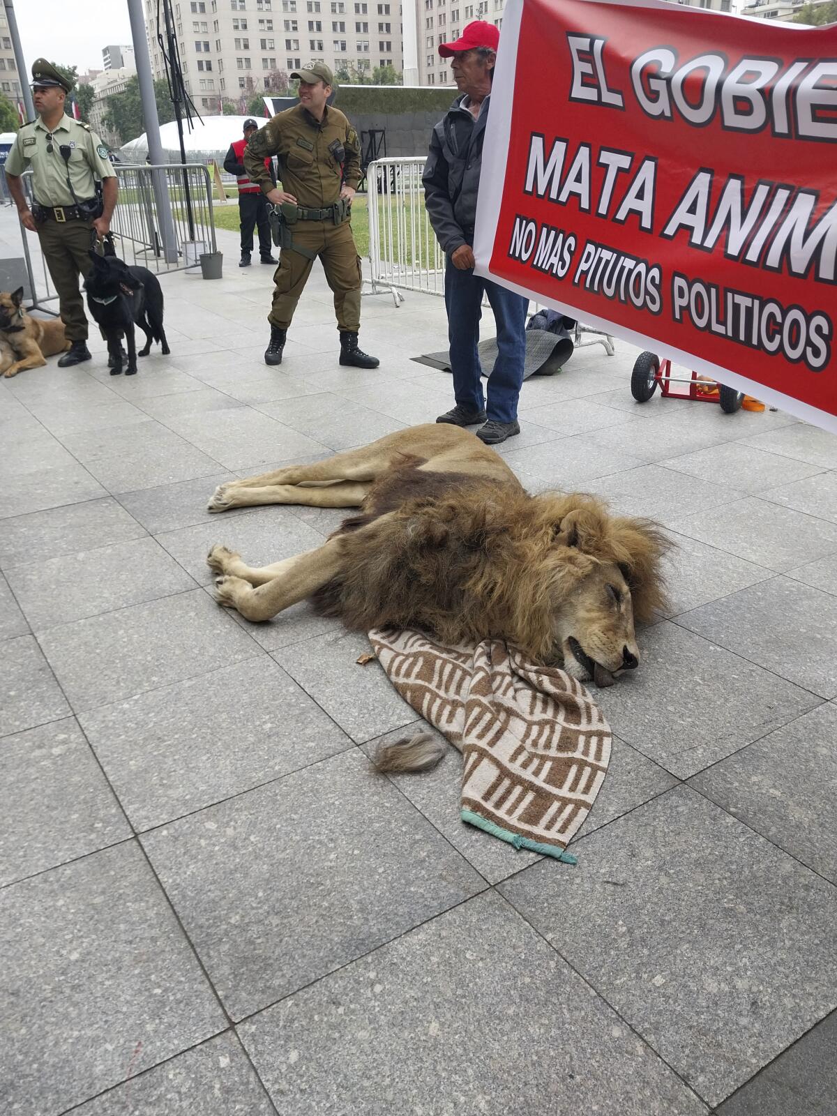 El cuerpo del león Zeus, de 14 años, yace afuera del palacio presidencial de La Moneda 