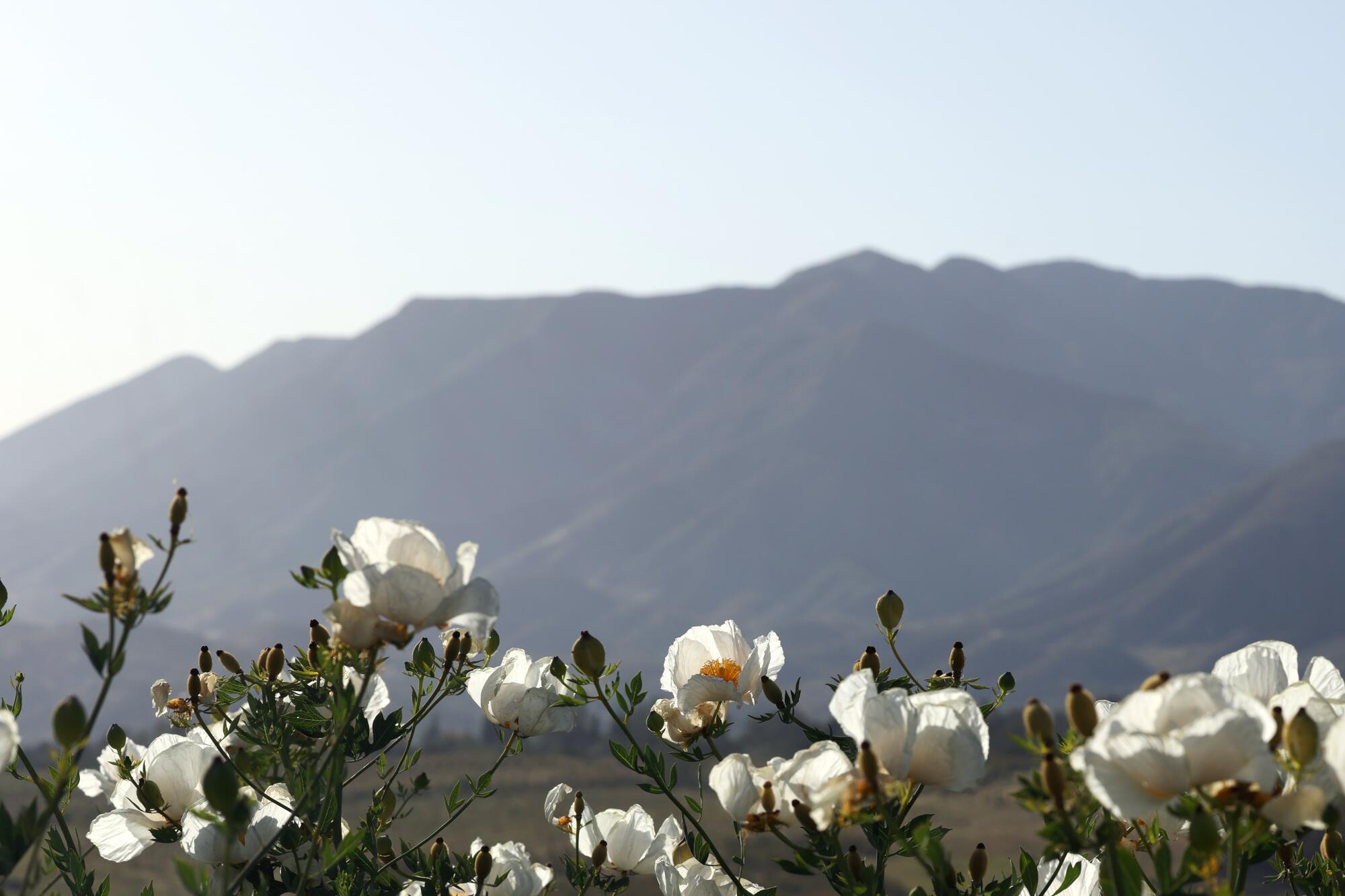 Flowers grow with the Topatopa Mountains seen in the foreground at Ojai, CA. 