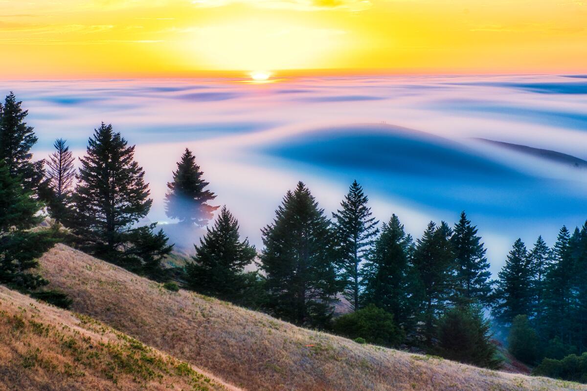 View from above of hillside and trees sticking up through fog