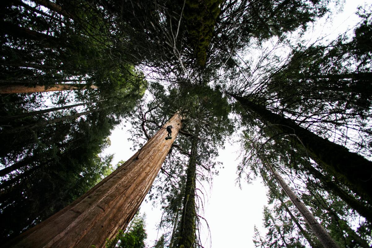A researcher climbs a sequoia in Sequoia National Park.