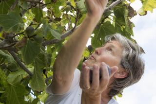 A woman in her 60s picking figs from a tree.