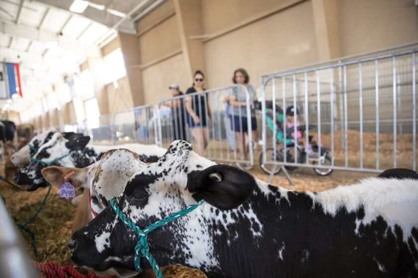 Del Mar, California - June 16: People enjoy the San Diego County Fair on Thursday, June 16, 2022 in Del Mar, California. In 2019, one child died of E. coli and several others became severely ill. Daily cleaning of pens are required and hand washing stations are setup across the fair.(Ana Ramirez / The San Diego Union-Tribune)