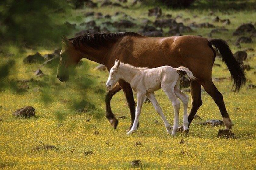 Where to see wild horses in southern california