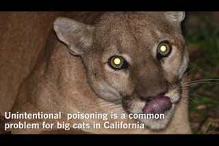 Remains of mountain lion P-41 tested positive for rat poisoning