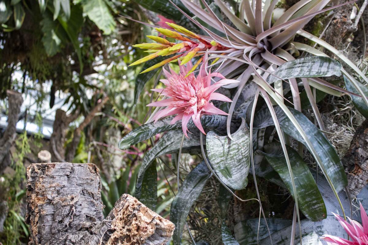 A pink bromeliad in a garden setting.