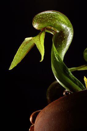 Carnivorous plants