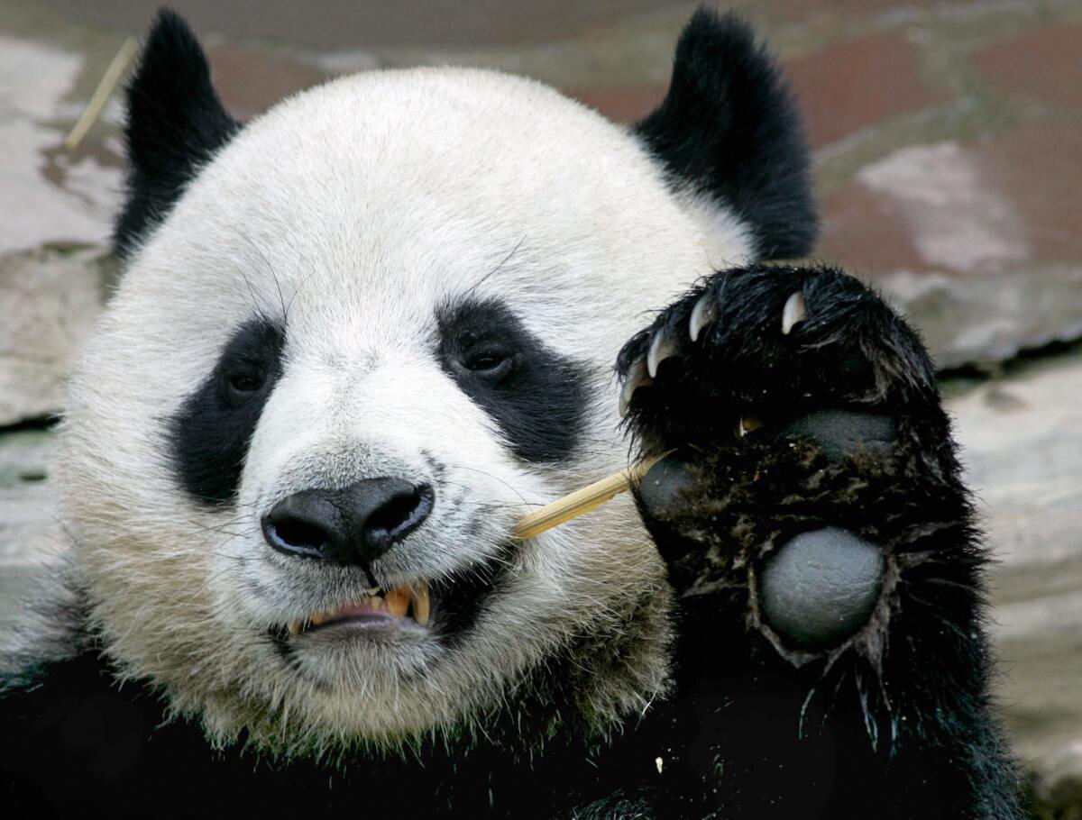 Chuang Chuang eats bamboo at Chiang Mai Zoo in northern Thailand in 2005.