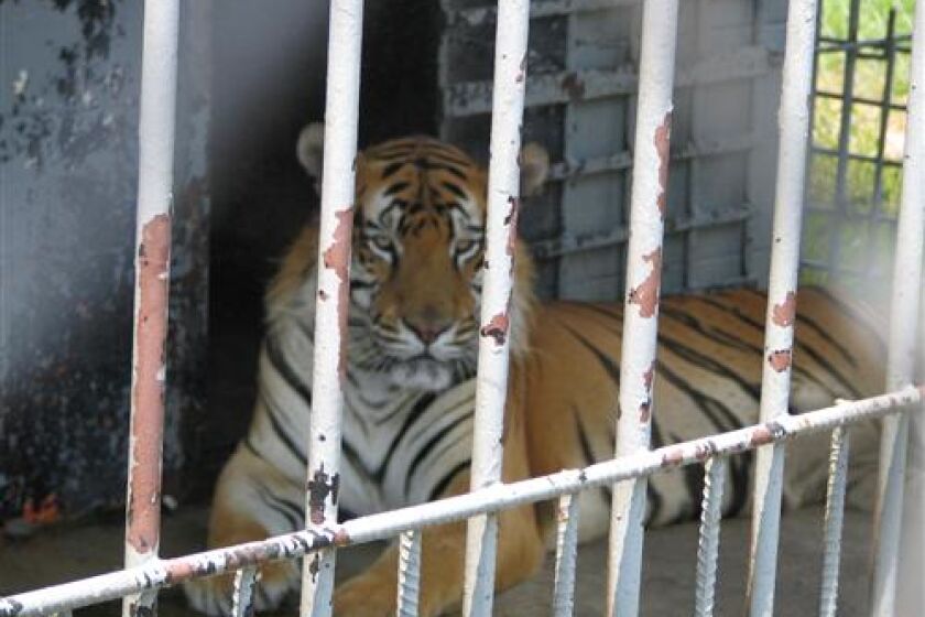 Tony, a tiger who spent his entire life in a cage in the parking lot of a gas station, directly off the highway.