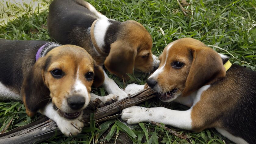Meghan, Prince Harry adopt beagle rescued from Virginia plant - Los ...