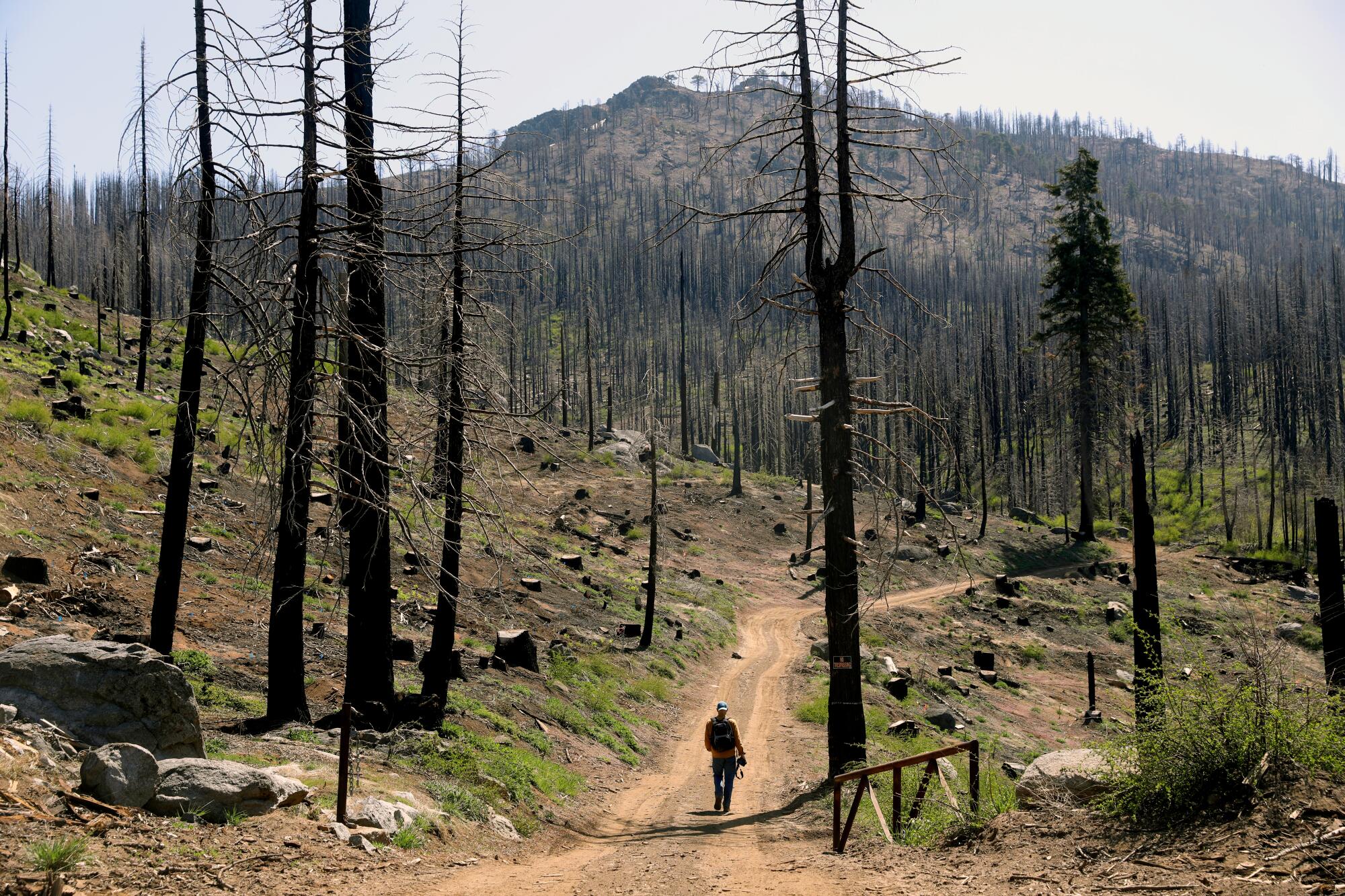 A person walks down a dirt road in a burned forest.  