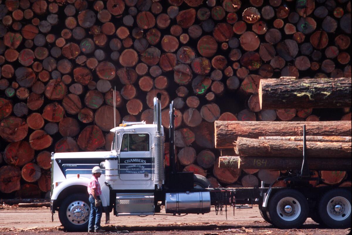 Redwood logs are trucked to the Pacific Lumber Company