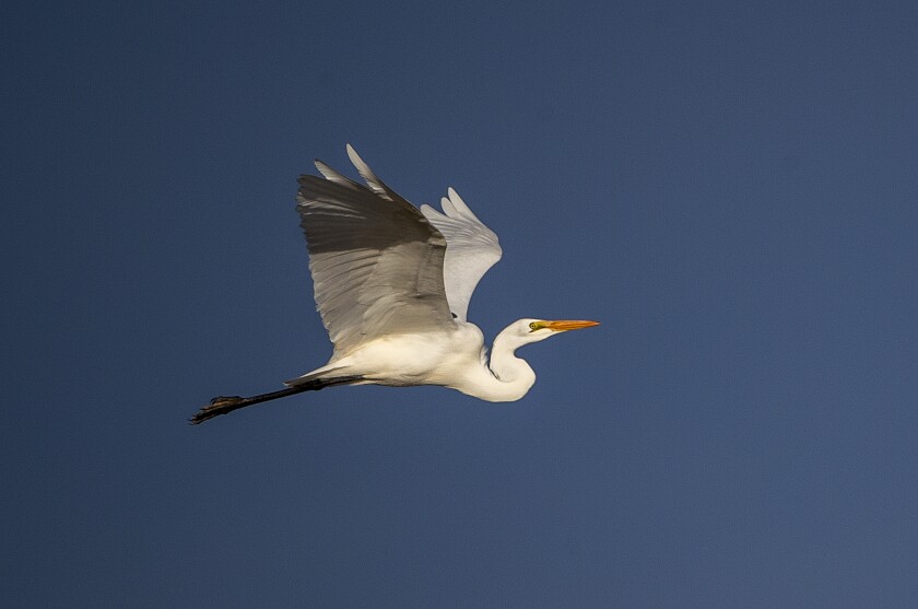 An egret in flight.