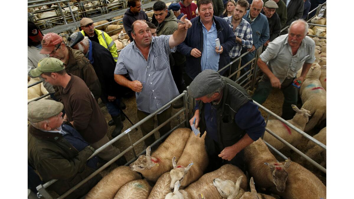 Farmers bid at a livestock auction in Monmouthshire, Wales. Some 70% of farmers voted out, saying EU subsidies had gone down substantially in recent years.