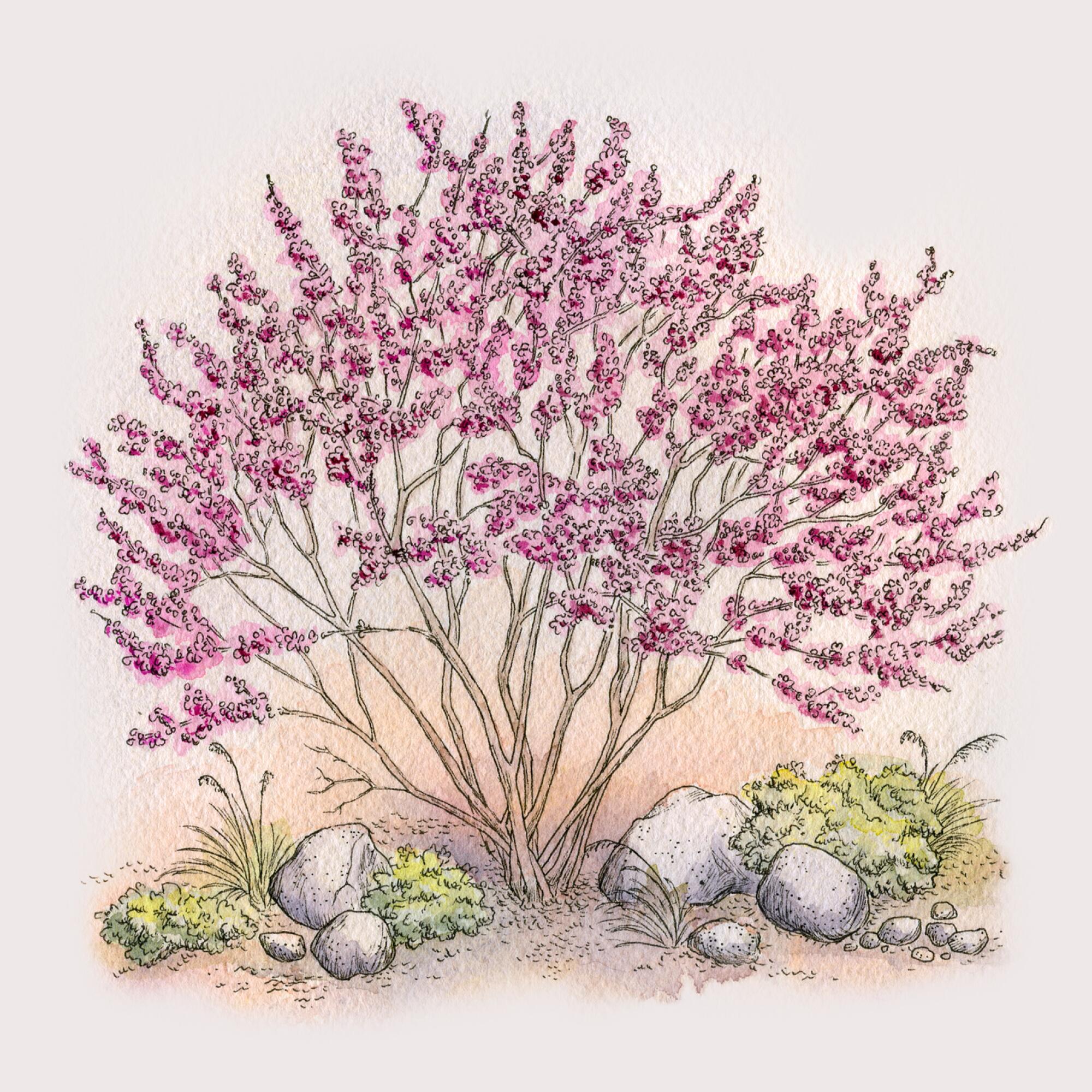 Western redbud tree, with pink flowers on its branches, stands among rocks and smaller plants