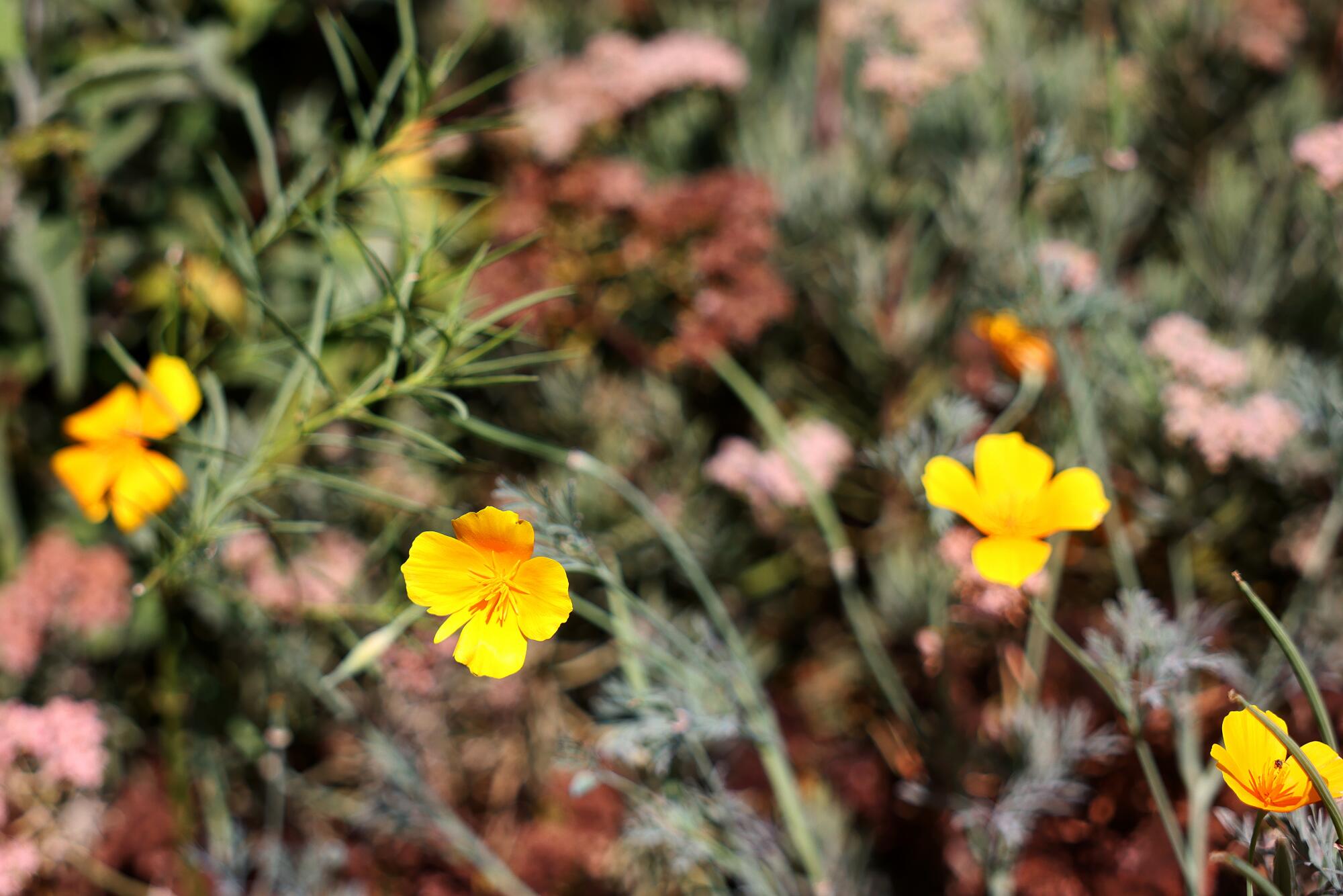 California poppy grows in Aurora Anaya's garden.