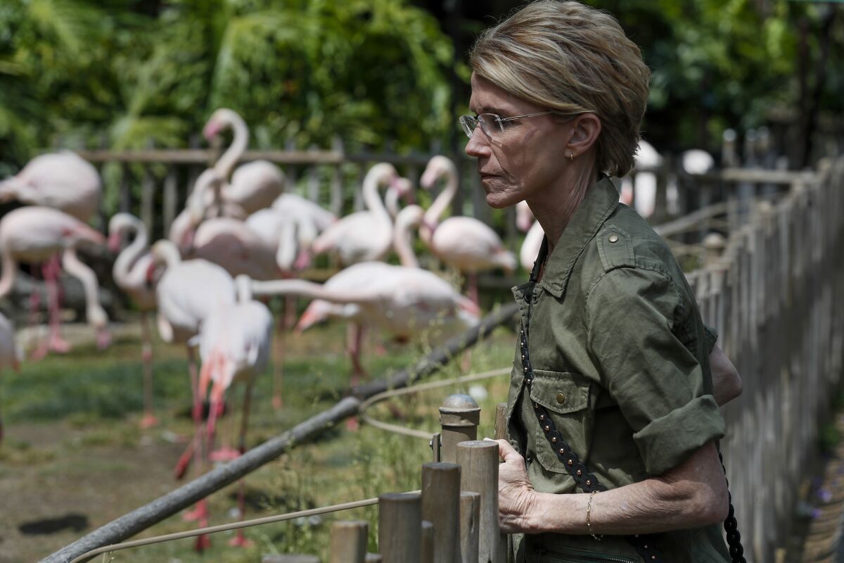 A woman stands by a flamingo enclosure