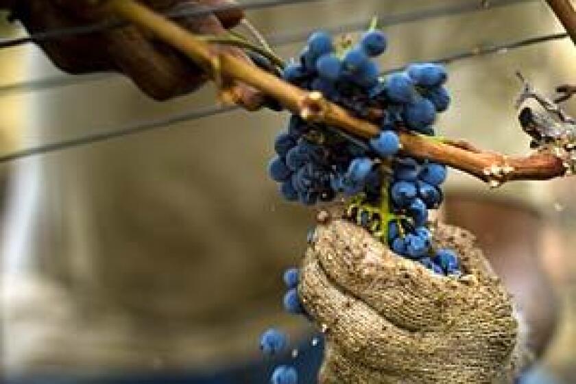 Top winemakers prefer harvesting by hand to ensure quality.