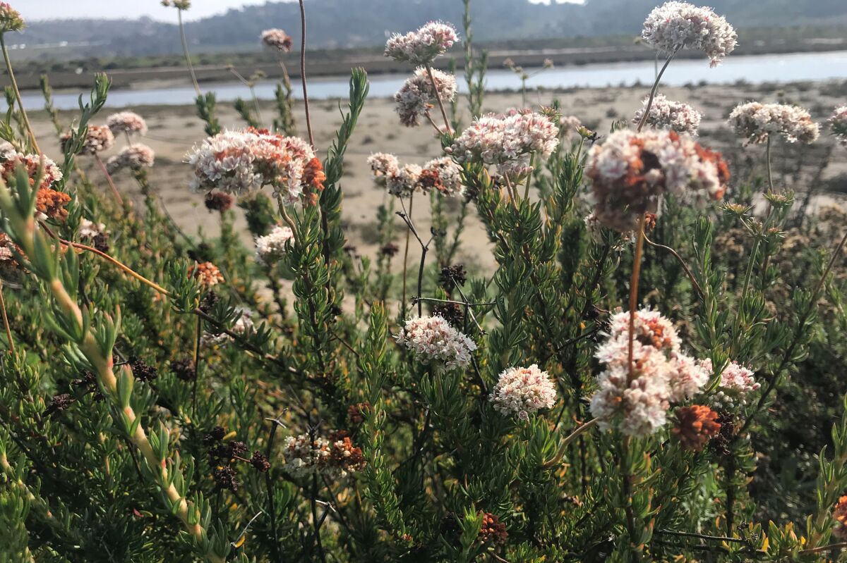 On a late winter visit to San Dieguito River Park’s Coast to Crest Trail in Del Mar, hikers can see California buckwheat plants displaying last year’s rusty blooms alongside this year’s new flowers.