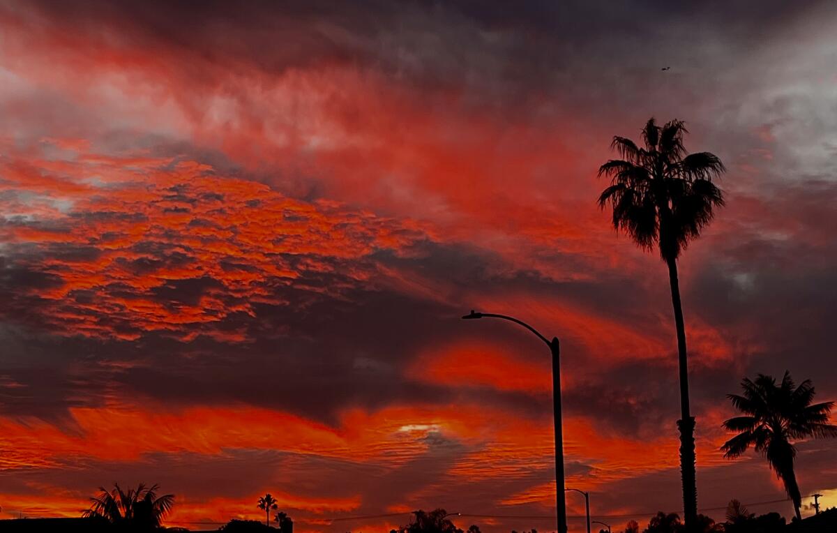 A red sunset with palms silhouetted.