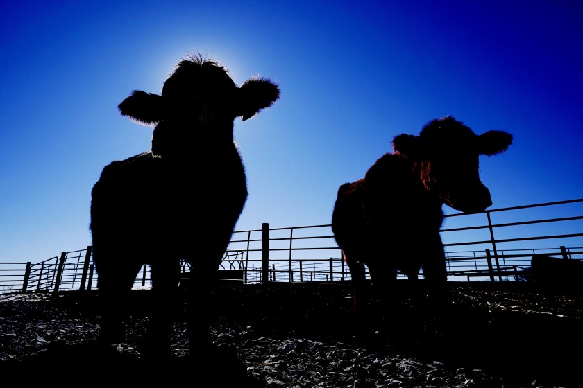Cows stand in a pen at the Vaughn Farms cattle operation, Tuesday, March 2, 2021, near Maxwell, Iowa. Sudden meat shortages last year because of the coronavirus led to millions of dollars in federal grants to help small meat processors expand so the nation could lessen its reliance on giant slaughterhouses to supply grocery stores and restaurants. (AP Photo/Charlie Neibergall)