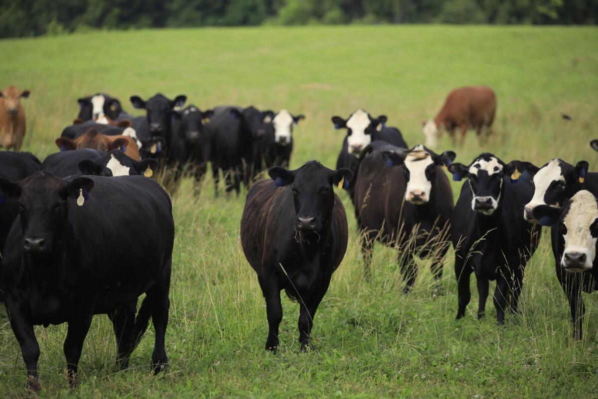 Cows stand in a pasture.