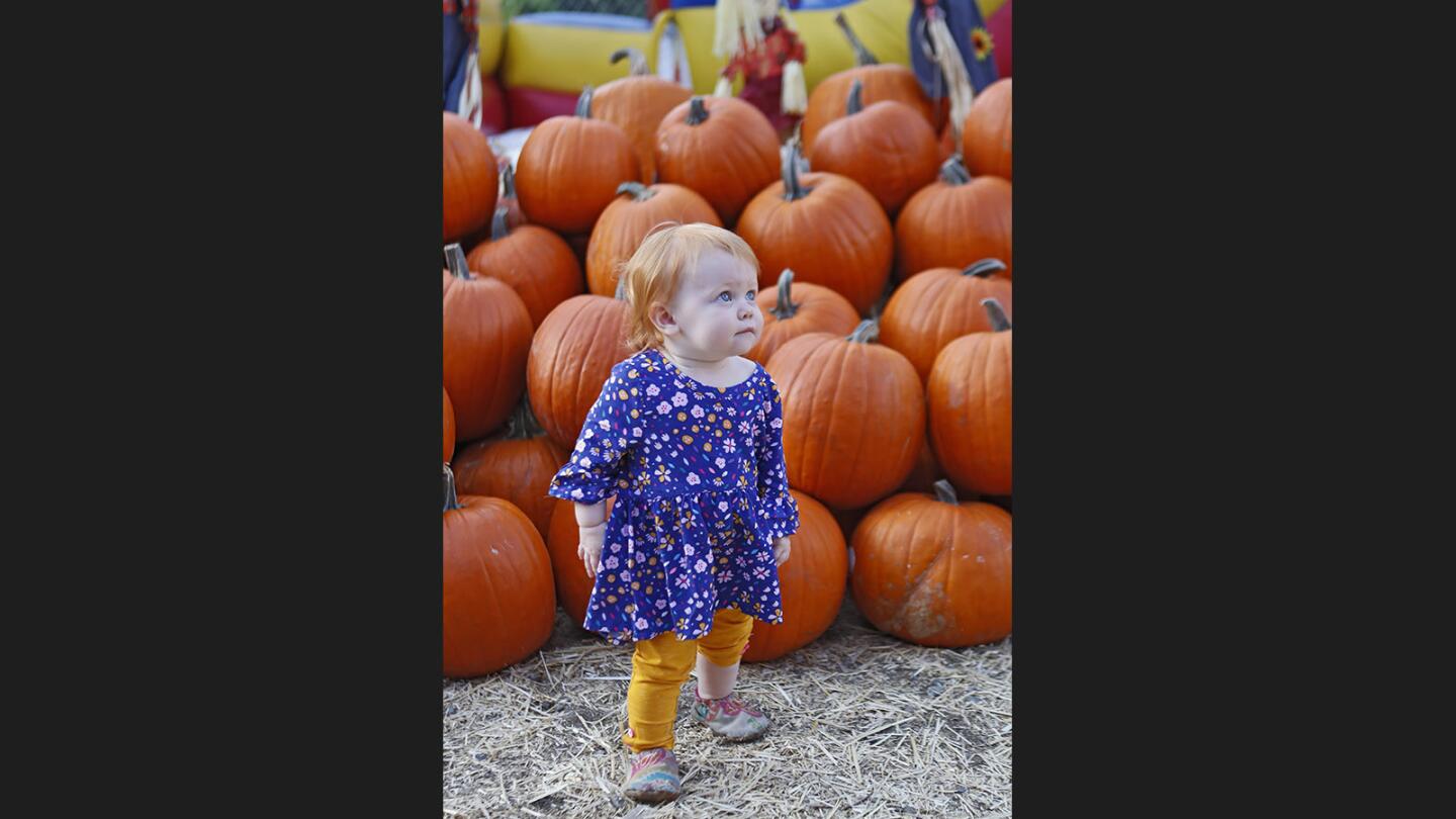 Photo Gallery: Pumpkins, zoo and slides at La Crescenta Pumpkin Patch